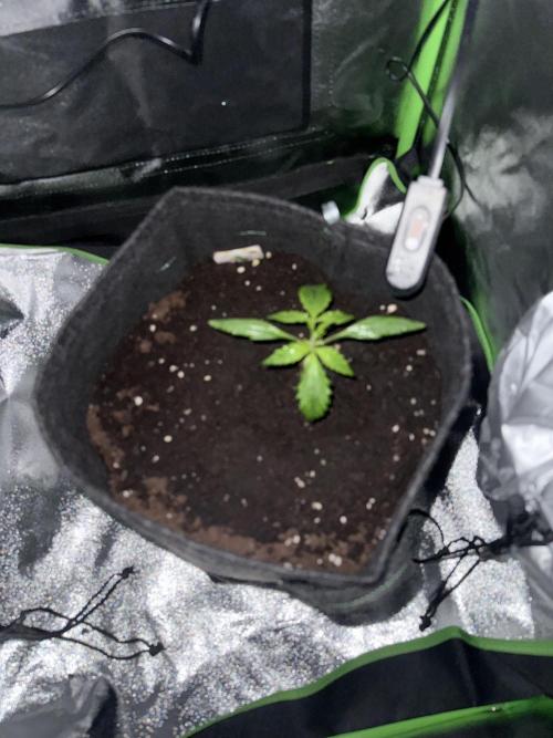 Pablo escobar. Week 5