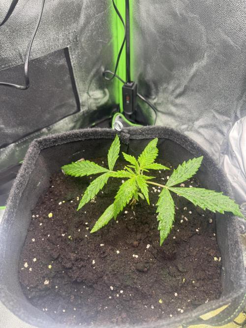 Pablo escobar. Week 5