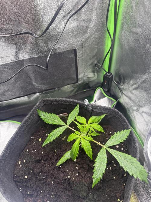 Pablo escobar. Week 5