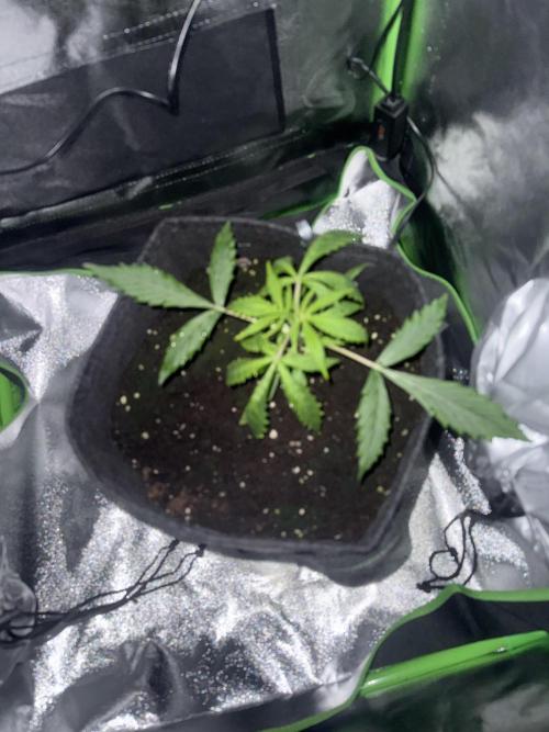 Pablo escobar. Week 5