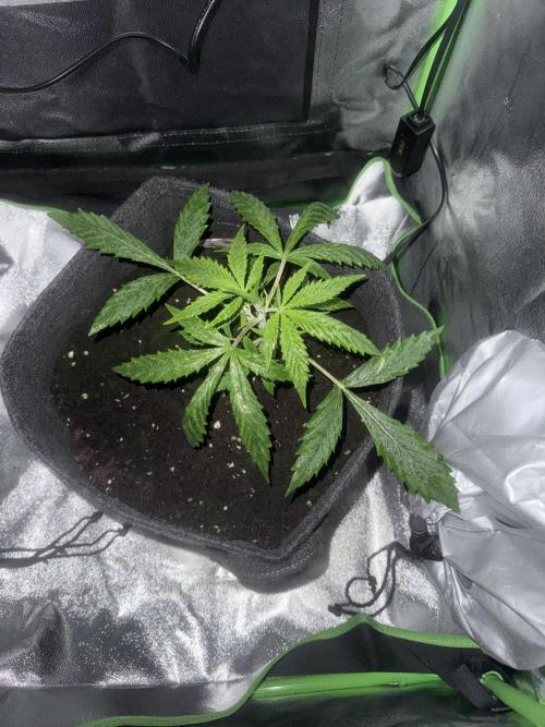 Pablo escobar. Week 6