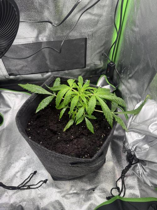 Pablo escobar. Week 6