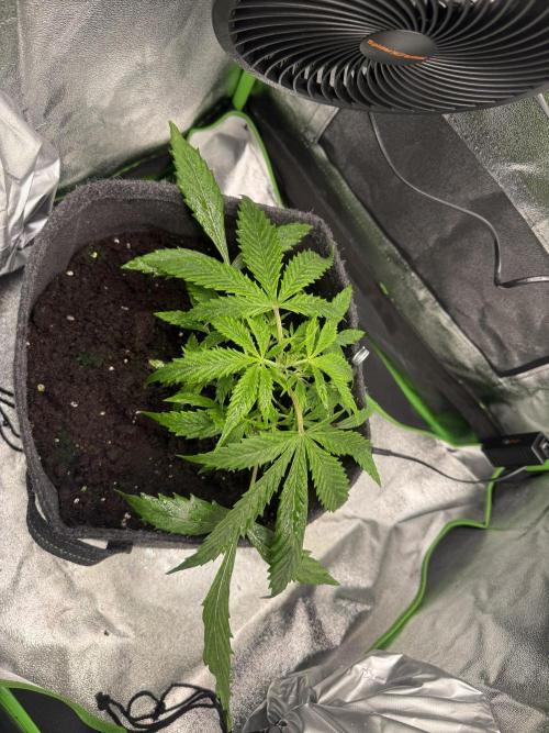 Pablo escobar. Week 6