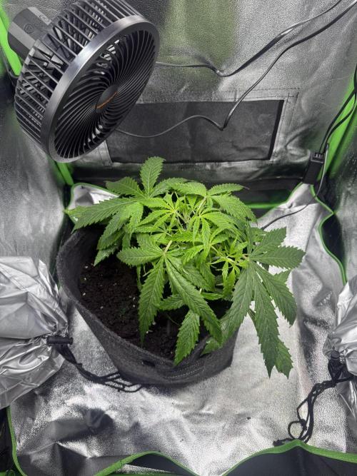 Pablo escobar. Week 6