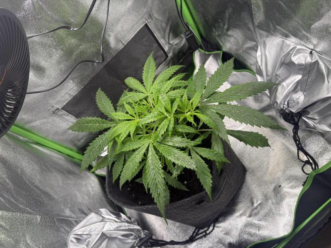 Pablo escobar. Week 7