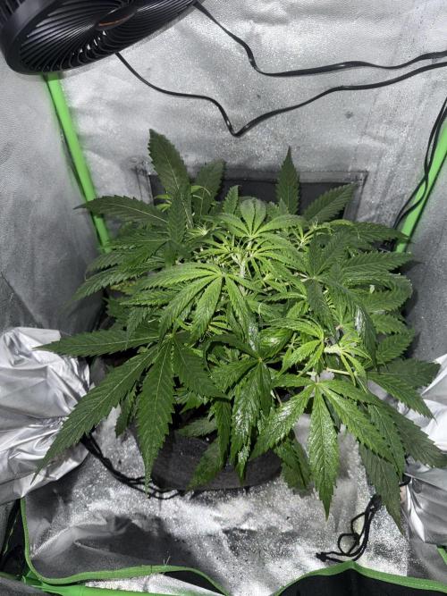 Pablo escobar. Week 7