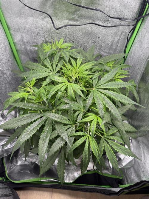 Pablo escobar. Week 8
