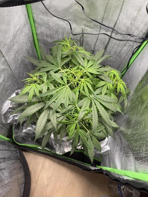 Pablo escobar. Week 8