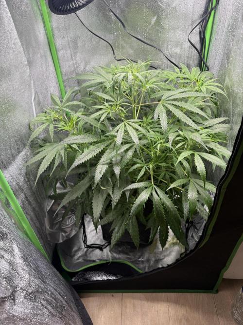 Pablo escobar. Week 8