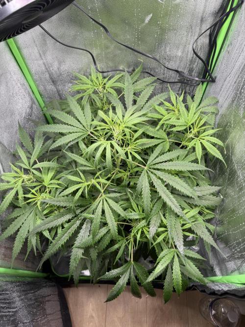Pablo escobar. Week 8