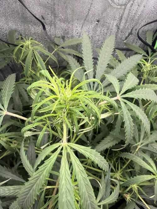 Pablo escobar. Week 9