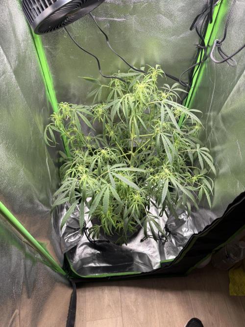 Pablo escobar. Week 10