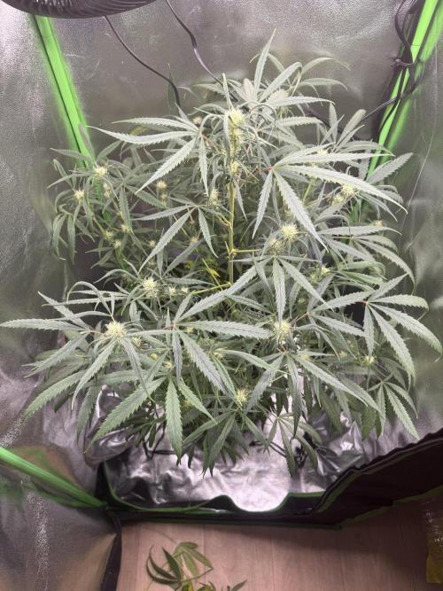 Pablo escobar. Week 10