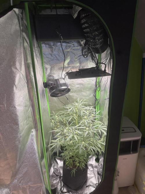 Pablo escobar. Week 10