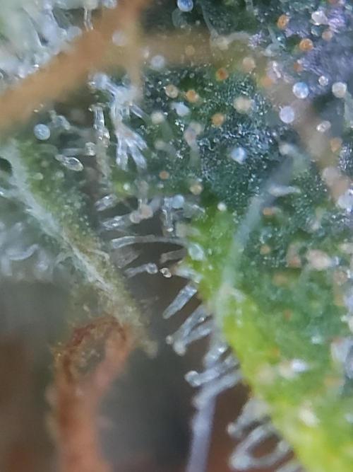 Pablo escobar. Week 15
