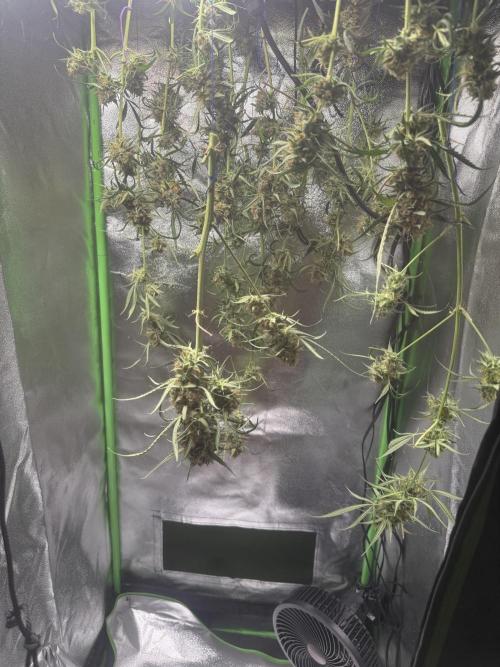Pablo escobar. Week 15