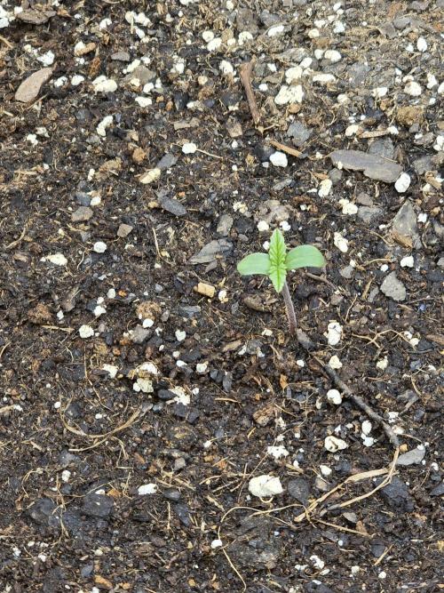 BROTHERS GROWING BUDS. Week 0 - Purple punch auto 1st day