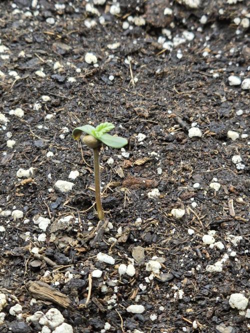 BROTHERS GROWING BUDS. Week 0 - Purple punch auto 1st day