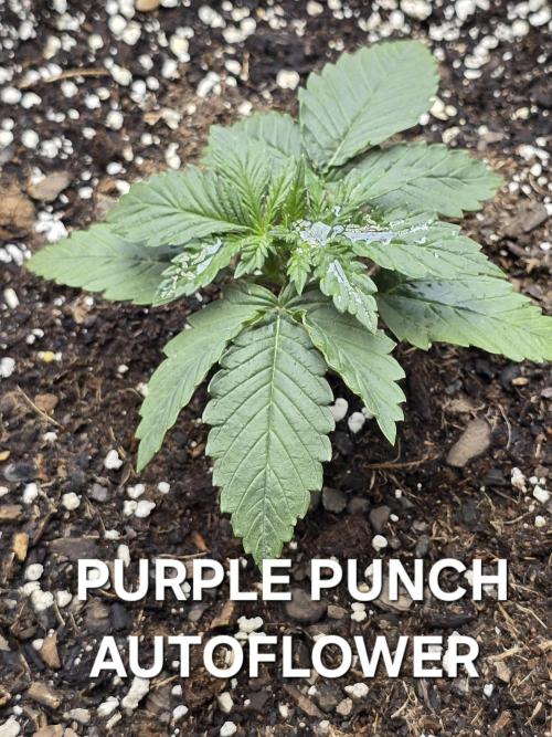 BROTHERS GROWING BUDS. Week 0 - Week 2 42 Fast BUDS PURPLE PUNCH AUTOFLOWER  and she is pretty. 