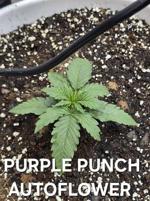 BROTHERS GROWING BUDS. Week 0 - Week 2 42 Fast Buds purple punch auto 