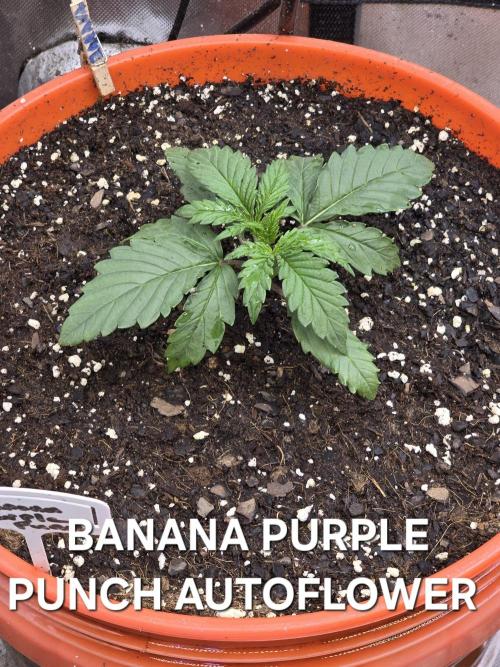 BROTHERS GROWING BUDS. Week 0 - Beautiful BANANA PURPLE PUNCH AUTOFLOWER Looking strong week 2