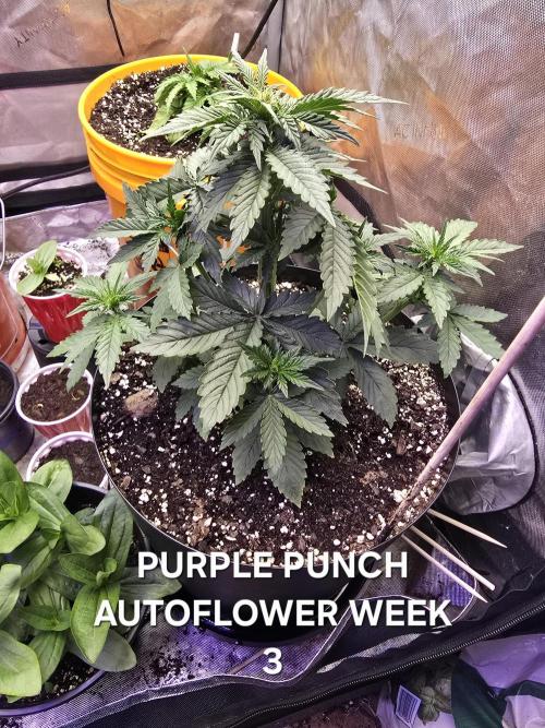 BROTHERS GROWING BUDS. Week 3 - Looking great 