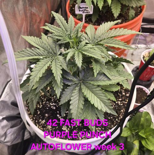 BROTHERS GROWING BUDS. Week 3