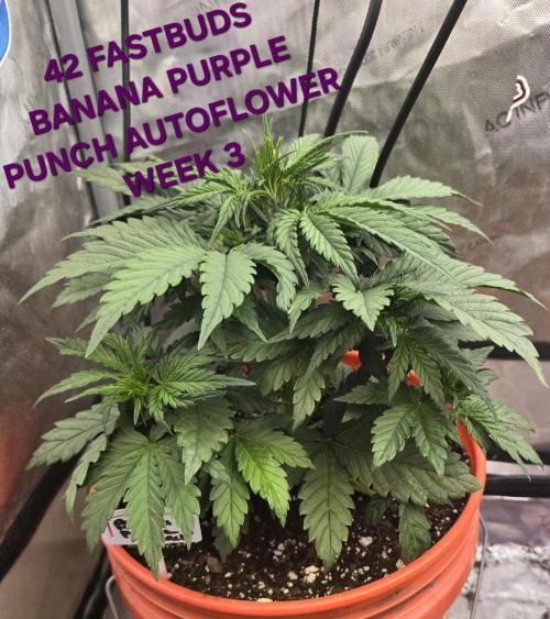 BROTHERS GROWING BUDS. Week 3