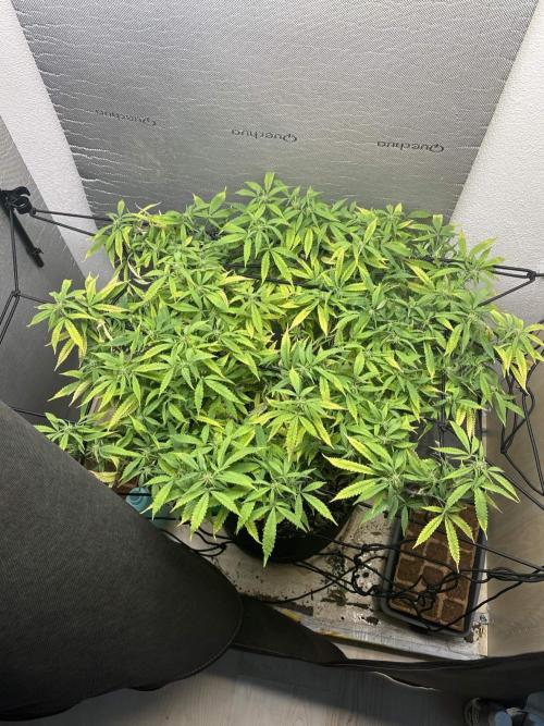 Super Lemon Haze X Pink Candy. Week 1