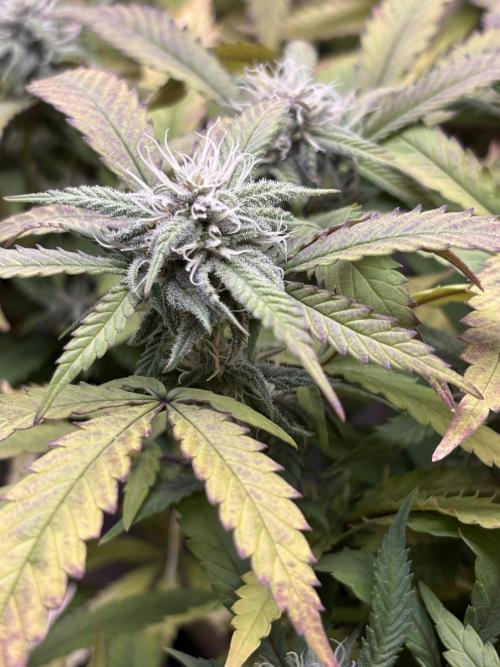 Super Lemon Haze X Pink Candy. Week 4
