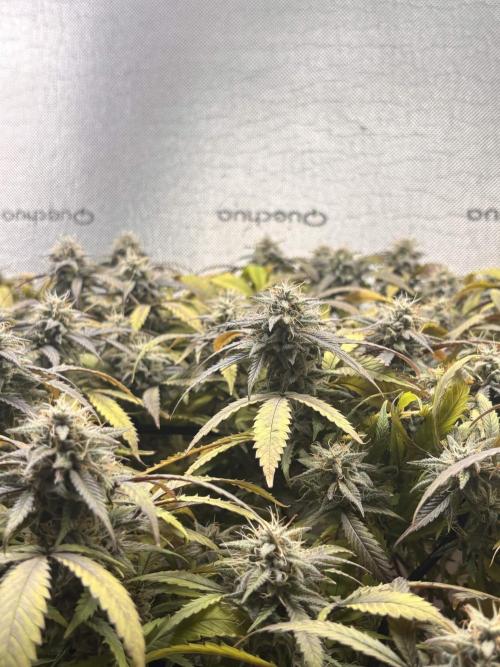slh x pk. Week 6