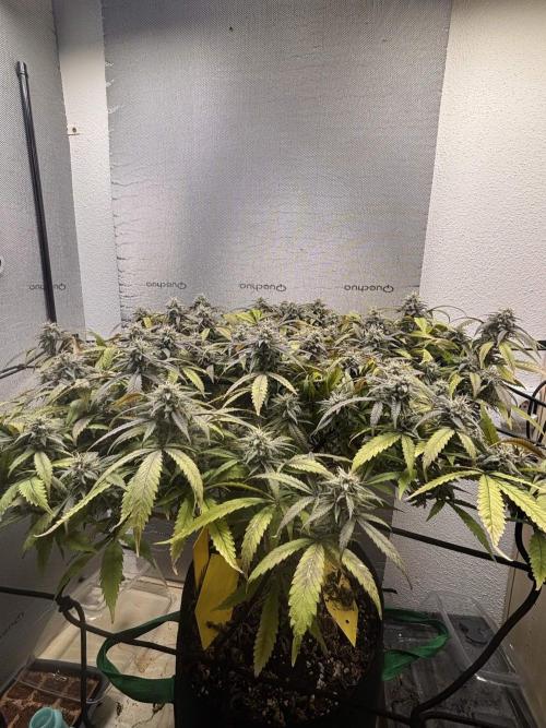 slh x pk. Week 6