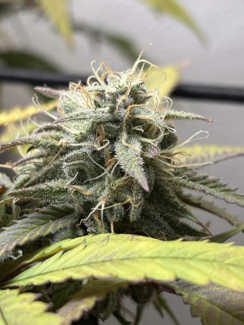 slh x pk. Week 6
