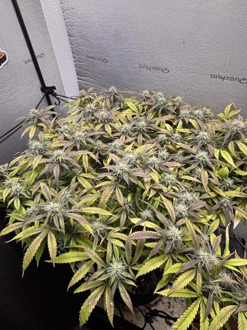 slh x pk. Week 5