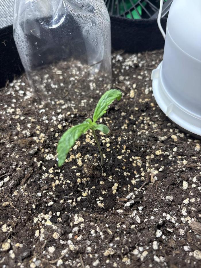 auto big bud. Week 1