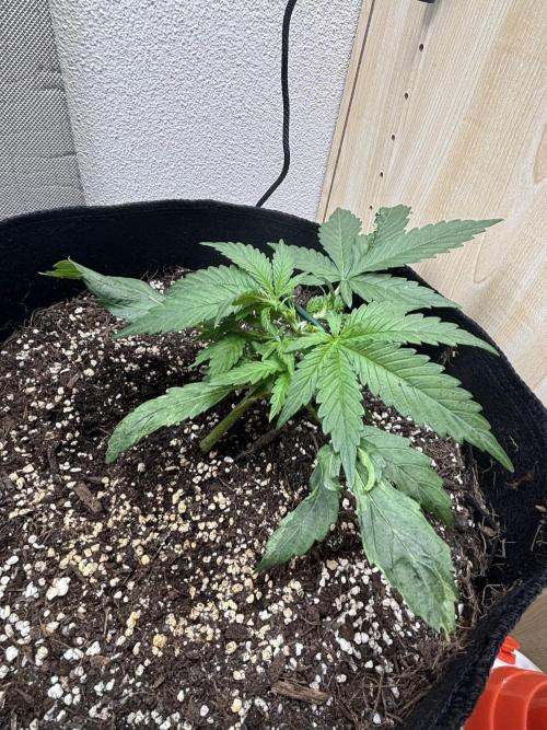Big Bud Auto. Week 3