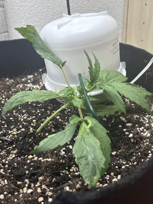 Big Bud Auto. Week 2