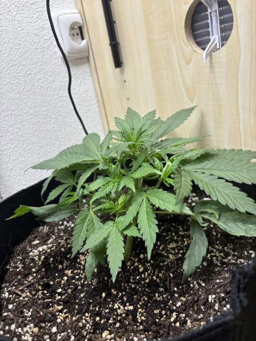 auto big bud. Week 4