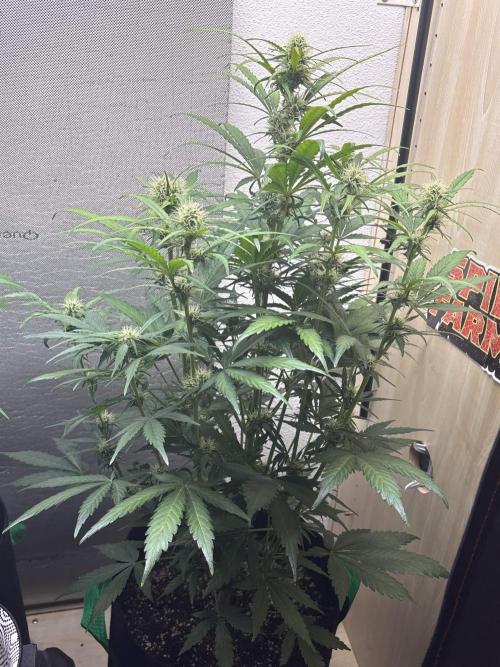 Big Bud Auto. Week 6