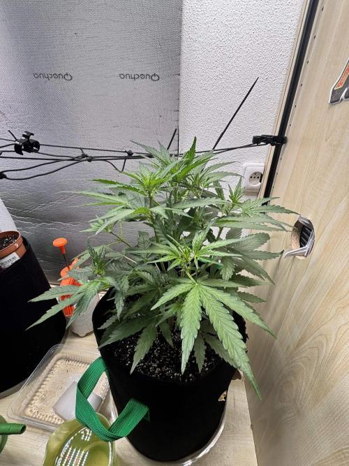 auto big bud. Week 5