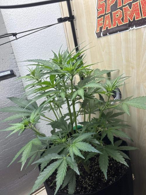 auto big bud. Week 5