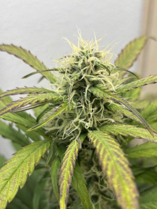 Big Bud Auto. Week 8