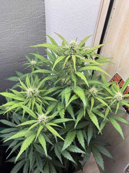 auto big bud. Week 6