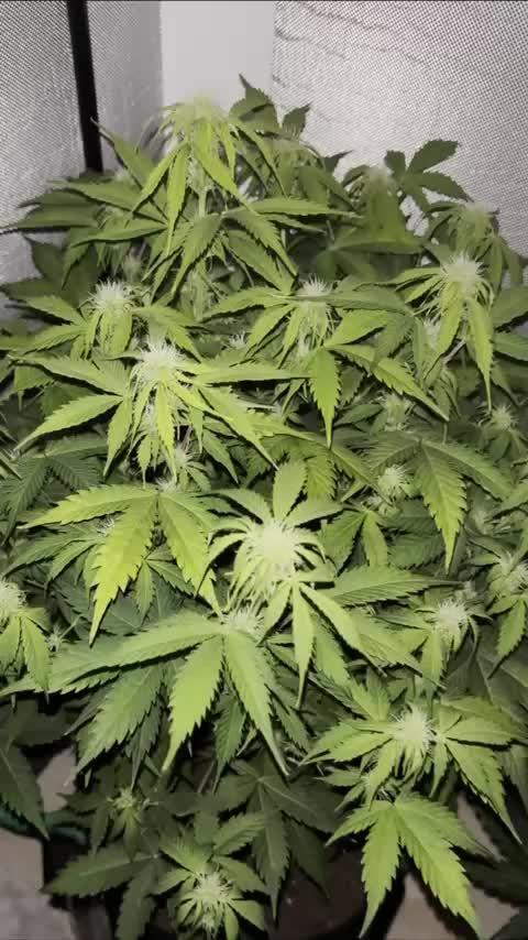 auto big bud