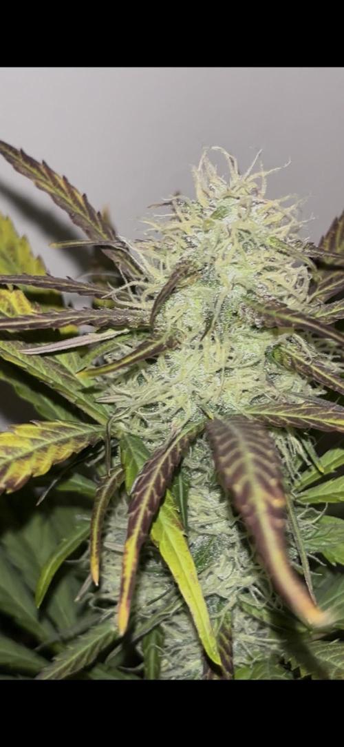 auto big bud. Week 8