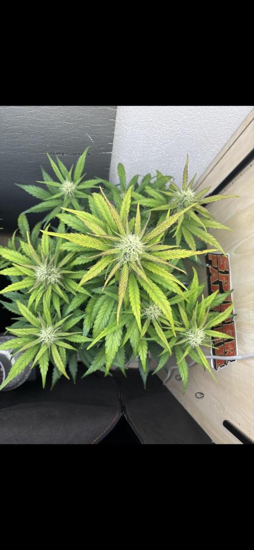 auto big bud. Week 7