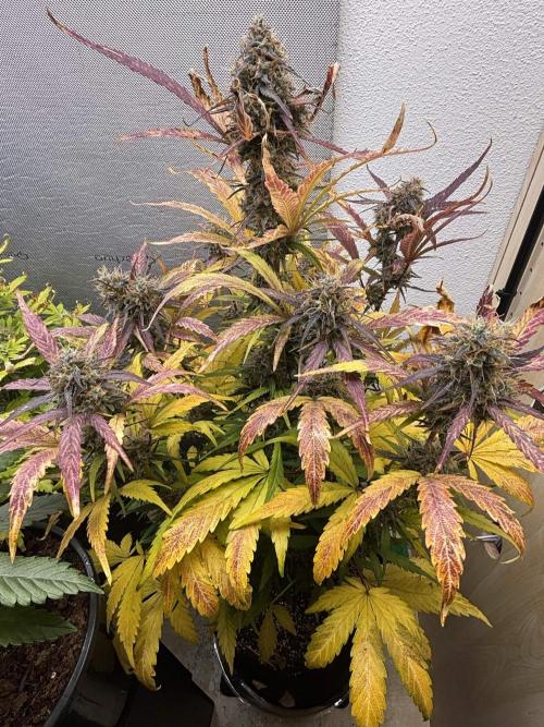 auto big bud. Week 10