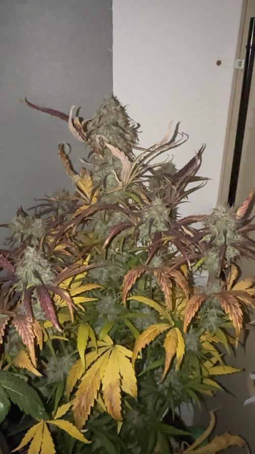 auto big bud. Week 10