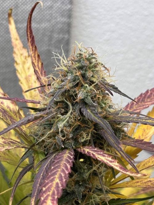 auto big bud. Week 9