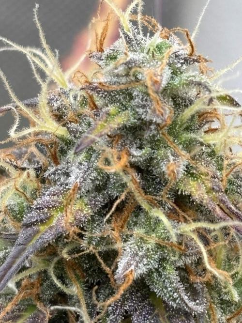 auto big bud. Week 9